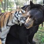 TIGER AND BEAR