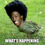 Duckith Wheatith | WHAT’S HAPPENING | image tagged in duckith wheatith | made w/ Imgflip meme maker