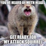 Squirrel | YOU'VE HEARD OF METH HEADS; GET READY FOR "MY ATTACK SQUIRREL" | image tagged in squirrel | made w/ Imgflip meme maker