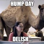 Hump Day Camel | HUMP DAY; DELISH... | image tagged in hump day camel | made w/ Imgflip meme maker