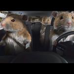 Rats driving
