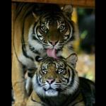 TIGER LICKING ANOTHER