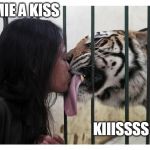 IS TIGER WEEK OVER NOW? | GIMMIE A KISS; KIIISSSS | image tagged in tiger face lick,tiger week,tiger,tongue,cats | made w/ Imgflip meme maker