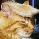 Trump cat