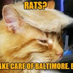 Trump cat | RATS? I'LL TAKE CARE OF BALTIMORE. BIGLY | image tagged in trump cat | made w/ Imgflip meme maker