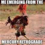 Rooster | ME EMERGING FROM THE; MERCURY RETROGRADE | image tagged in rooster | made w/ Imgflip meme maker