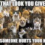 Aoshima cat island | THAT LOOK YOU GIVE; WHEN SOMEONE HURTS YOUR MEOWT | image tagged in aoshima cat island | made w/ Imgflip meme maker