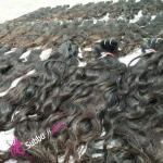 Indian Human Hair Exporter Chennai meme