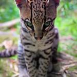 Margay