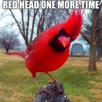 You were warned | CALL ME AN ANGRY RED HEAD ONE MORE TIME | image tagged in angry bird,angry red head,you were warned,walk carefully,feed the bird,ban meme tags | made w/ Imgflip meme maker