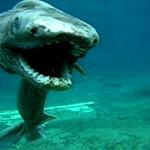 Frilled shark