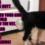 BUBBLE BUTT | DON'T CALL ME BUBBLE BUTT HUMAN! I SWALLOWED YOUR GUM & YOU SHOULD TAKE ME TO THE VET. BUT INSTEAD YOU MAKE FUN OF ME! STOP LAUGHING! | image tagged in bubble butt | made w/ Imgflip meme maker
