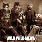 Fancy cats | WILD WILD MEOW | image tagged in fancy cats | made w/ Imgflip meme maker