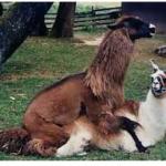 The Llama Sutra