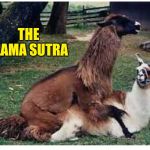 The Llama Sutra | THE LLAMA SUTRA | image tagged in the llama sutra | made w/ Imgflip meme maker