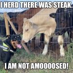 I am not amoooosed | I HERD THERE WAS STEAK. I AM NOT AMOOOOSED! | image tagged in i am not amoooosed | made w/ Imgflip meme maker