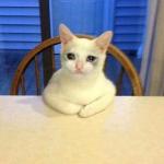 Crying cat on table