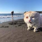 Cat on the beach