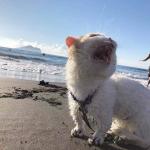 Cat on the beach screaming meme