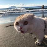 Scared cat on the beach