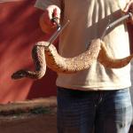 Snake Handling Proper