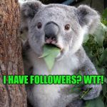 WTF Koala | I HAVE FOLLOWERS? WTF! | image tagged in wtf koala | made w/ Imgflip meme maker