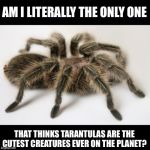 Tarantula | AM I LITERALLY THE ONLY ONE; THAT THINKS TARANTULAS ARE THE CUTEST CREATURES EVER ON THE PLANET? | image tagged in tarantula | made w/ Imgflip meme maker