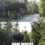 moose crossing | THERE IS MOOSE! NOW WHERE IS SQUIRREL? | image tagged in moose crossing | made w/ Imgflip meme maker