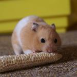hamster