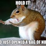 Squirll | HOLD IT! WHO JUST OPENED A BAG OF NUTS? | image tagged in squirll | made w/ Imgflip meme maker