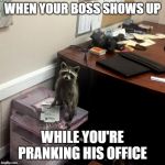 Raccoon in the Office | WHEN YOUR BOSS SHOWS UP; WHILE YOU'RE PRANKING HIS OFFICE | image tagged in raccoon in the office | made w/ Imgflip meme maker