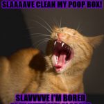 SLAVE?? | SLAAAAVE I'M HUNGRY FEED ME! SLAAAAVE I WANT FRESH WATER! SLAAAAVE CLEAN MY POOP BOX! SLAVVVVE I'M BORED PLAY WITH ME! SLAAAVE I WANT AFFECTION! SLAAAVE I WANT CAT NIP! | image tagged in slave | made w/ Imgflip meme maker
