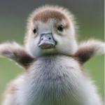 Cute Duck meme