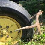 Antler in tire