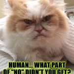 NO | I SAID NO! HUMAN... WHAT PART OF "NO" DIDN'T YOU GET? | image tagged in no | made w/ Imgflip meme maker