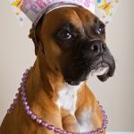 Princess Boxer Dog | YOU WANT TO BE A PRINCESS DON'T YOU; UHHHH ***** NO, MUMMY WANTS TO BE A PRINCESS | image tagged in princess boxer dog | made w/ Imgflip meme maker