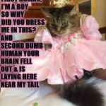 DUMB HUMAN | WELL FIRST HUMAN, I'M A BOY SO WHY DID YOU DRESS ME IN THIS? AND SECOND DUMB HUMAN YOUR BRAIN FELL OUT & IS LAYING HERE NEAR MY TAIL | image tagged in dumb human | made w/ Imgflip meme maker