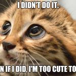 Innocence Kitten | I DIDN'T DO IT. AND EVEN IF I DID, I'M TOO CUTE TO PUNISH | image tagged in innocence kitten | made w/ Imgflip meme maker
