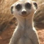 Meerkat | SILICON PHOTONICS IS JUST LIGHT EMITTING DIODE (LED) LASERS EMBEDDED IN SILICON CHIPS; SIMPLES! | image tagged in meerkat | made w/ Imgflip meme maker