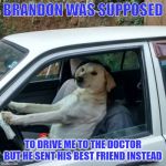 dog driving | BRANDON WAS SUPPOSED; TO DRIVE ME TO THE DOCTOR BUT HE SENT HIS BEST FRIEND INSTEAD | image tagged in dog driving | made w/ Imgflip meme maker
