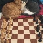 Kitten chess meme