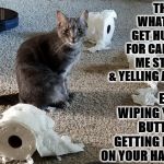 FELINE PUNISHMENT | THIS IS WHAT YOU GET HUMAN FOR CALLING ME STUPID & YELLING AT ME; ENJOY WIPING YOUR BUTT AND GETTING POOP ON YOUR HANDS! | image tagged in feline punishment | made w/ Imgflip meme maker