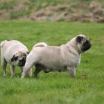 Pug Sniffing Pug's Butt