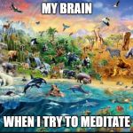 Meditation is challenging when your brain is a wilderness full of animals... | MY BRAIN; WHEN I TRY TO MEDITATE | image tagged in do anything else,meditation,meditate | made w/ Imgflip meme maker