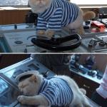 sleep drunk boat sailor cat