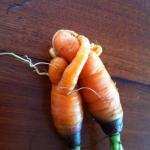 Carrot love