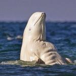 Absolute Unit Dolphin