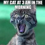 Crazy cat | MY CAT AT 3 AM IN THE
MORNING | image tagged in crazy cat | made w/ Imgflip meme maker