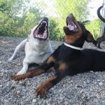 dogs laughing