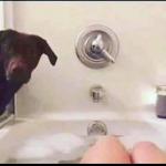 Dog at shower